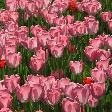 pink tulipsの写真素材