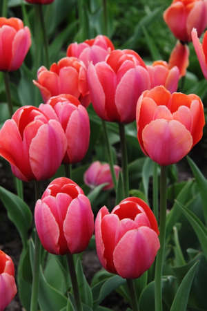 red tulipsの写真素材