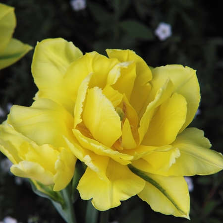 yellow double tulipの写真素材