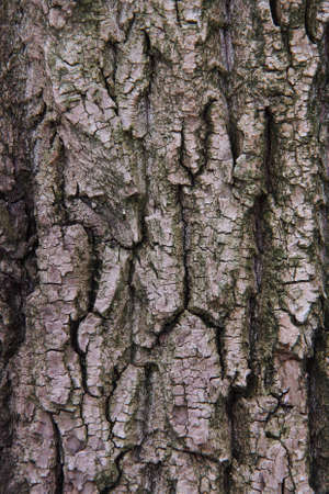 bark, the structure for a backgroundの写真素材