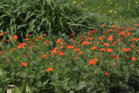 Summer flowerbed with bright red flowersの写真素材
