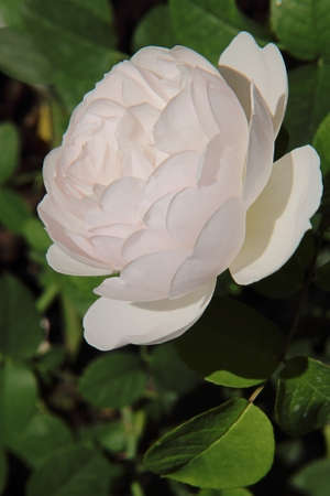wonderful soft pink rose in the sunlightの写真素材
