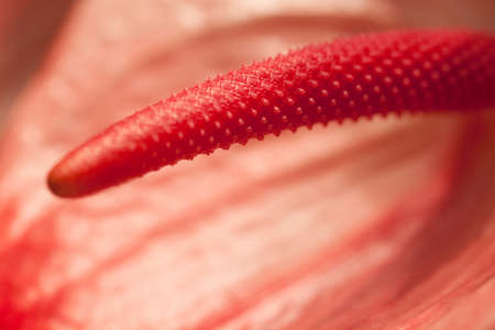 exotic and original pink Anthurium, macroの写真素材