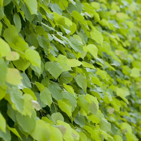 Hedge of lime