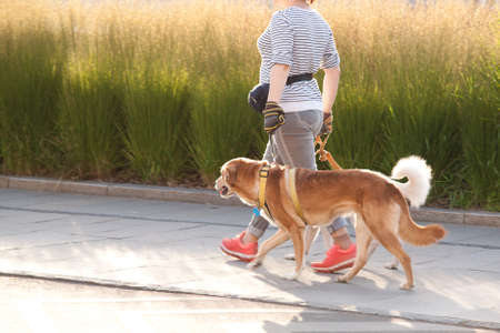 a woman is walking a dog on a summer sunny dayの写真素材