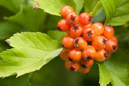 Orange hawthorn berries on a branch with green leaves