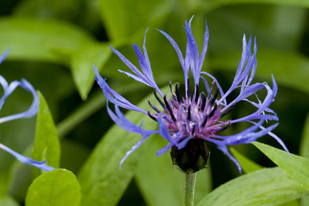 beautiful unusual meadow cornflower blooming in a field or on a meadow