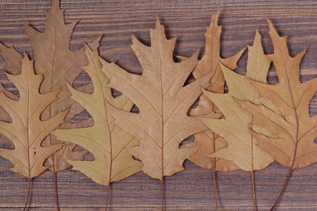 Dry brown maple leaves on a wooden surface