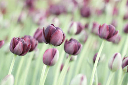 unusual buds and burgundy tulip flowers in a field or on a flower bed in a park or gardenの写真素材