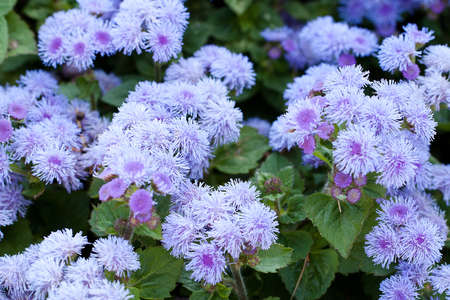 small velvet flowers ageratum densely flowering in a summer parkの写真素材