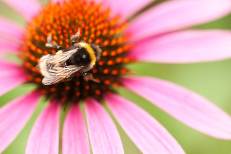 worker bee collects nectar from a beautiful bright flower of echinacea
