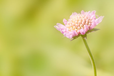 tender pink flower knautia blooming in letme park or in a meadowの写真素材