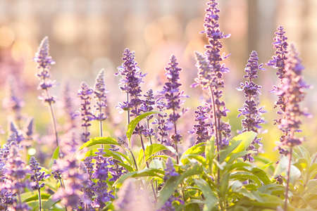 beautiful flowers on the lawn in the evening sunlightの写真素材
