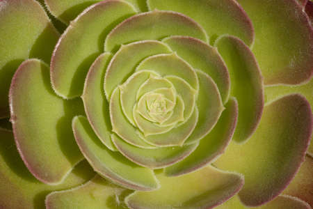 beautiful echeveria elegans with petals arranged in a circle, macro, top viewの写真素材