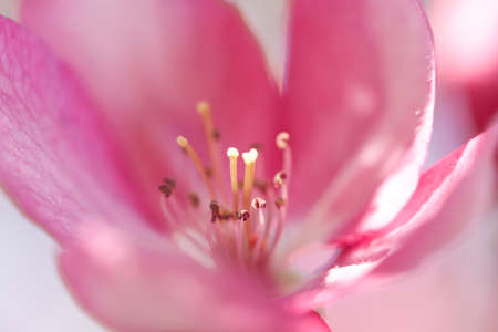 beautiful bright pink apple flower blossom in spring garden and parkの写真素材