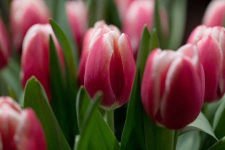 bouquet of beautiful pink tulips for congratulationsの写真素材