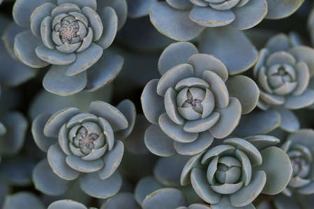 beautiful ornamental blue flowers of echeveria elegans with thick funny leavesの写真素材