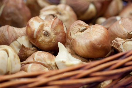 funny flower bulbs prepared for planting or storage