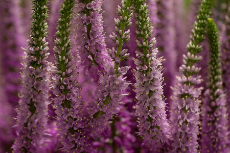 beautiful lilac flowers veronica lavender blooming in the summer park or in the garden