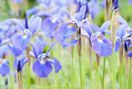 beautiful blue irises blooming in summer park or in the garden