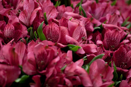 beautiful lush bouquet of beautiful bright alstroemeriaの写真素材