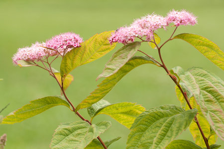 unusual beautiful pink flowers spiraea blooming in the park or in the garden