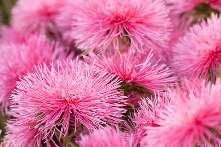 beautiful bright pink asters on the flower bed adorn the autumn park or gardenの写真素材