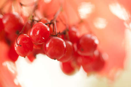 red ripe berries of viburnum on a branch in a sunny autumn forest or in the parkの写真素材