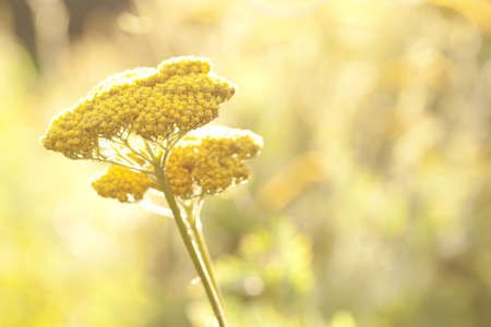 beautiful wild yarrow flower blooming in a summer sunny field or on a meadowの写真素材