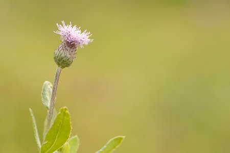 beautiful funny thistle flower growing in a summer field or in a meadowの写真素材