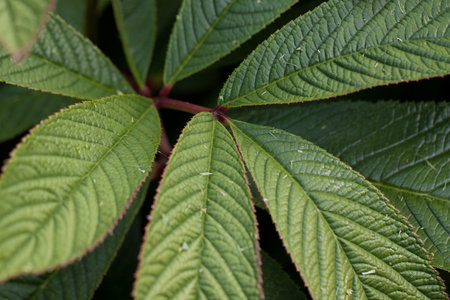 beautiful branch with a pattern of veins on the leaves