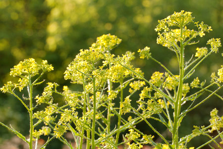 bright beautiful flowers of a sverbig blossoming in a summer solar field or on a meadow