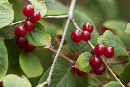 branch of honeysuckle with beautiful bright red berries