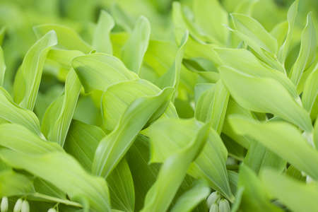 beautiful decorative plants densely growing on a lawn in a summer park or in a gardenの写真素材