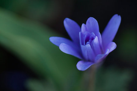 beautiful little blue flower growing on the lawn, close-upの写真素材