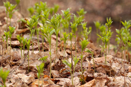 early plant growing in the spring forest among the old fallen leavesの写真素材