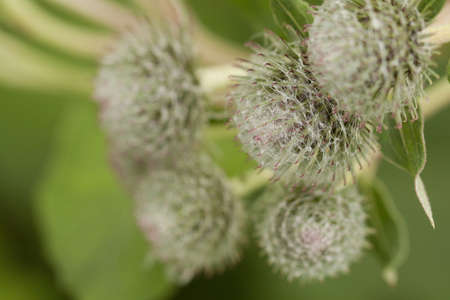 fun beautiful buds of burdock growing in a summer field or in the forestの写真素材