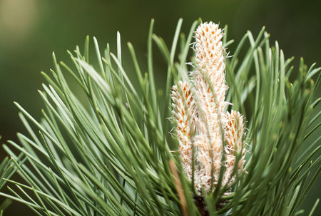 eautiful fresh fluffy pine branch with sprouts