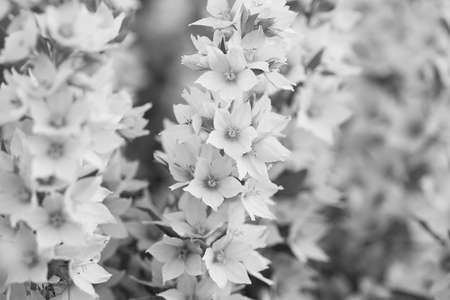 delicate flowers of loosestrife collected in a beautiful inflorescence, black and whiteの写真素材