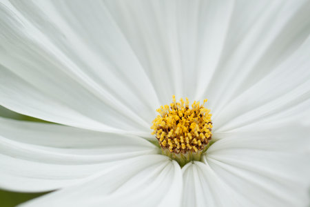 wonderful flower of white cosmos with delicate petals, creating a beautiful backgroundの写真素材