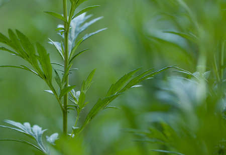 fresh wormwood with openwork leaves growing in a summer park or fieldの写真素材