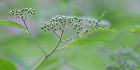spirea branches with wonderful delicate fresh buds creating a bright graphic beautiful background
