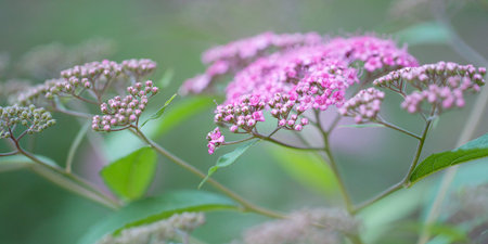 branches of lush blooming spirea with wonderful delicate fresh flowers and buds, creating a bright...