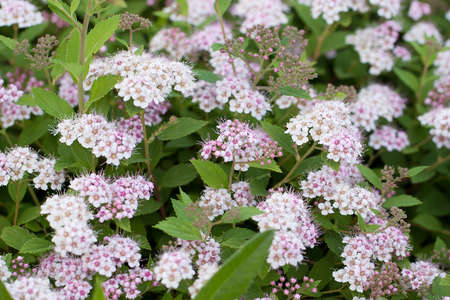 floral background of lush blooming spirea bush with delicate wonderful flowersの写真素材