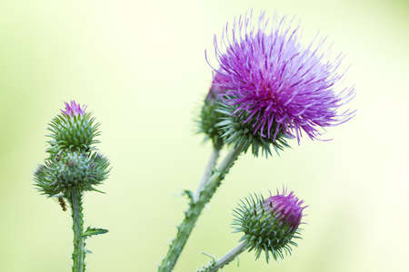 beautiful bright flower and buds of blooming thistle in a summer sunny fieldの写真素材