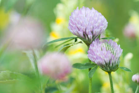beautiful fresh clover flowers blooming among other flowers and herbs in a summer bright field enclose a bright summer floral backgroundの写真素材