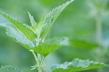beautiful young nettle blossoms in a spring fieldの写真素材