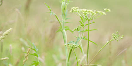 beautiful delicate plant aegopodium with blooming umbellate inflorescenceの写真素材