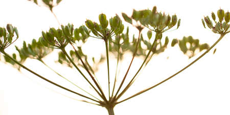 wild-growing umbellate plant with ripening green seeds, close-upの写真素材