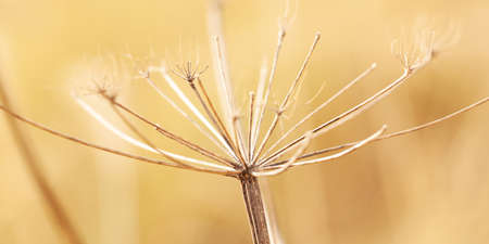 dry branch of a faded plant with fallen seeds from an umbrella inflorescence in a sunny fieldの写真素材